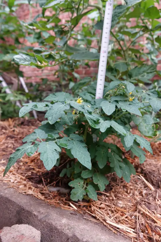 Tomaten: Pigmej