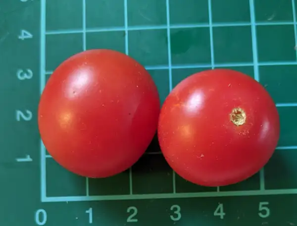 Tomaten: Pigmeji