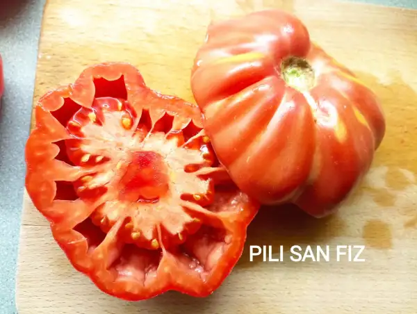 Tomaten: PILI SAN FIZ