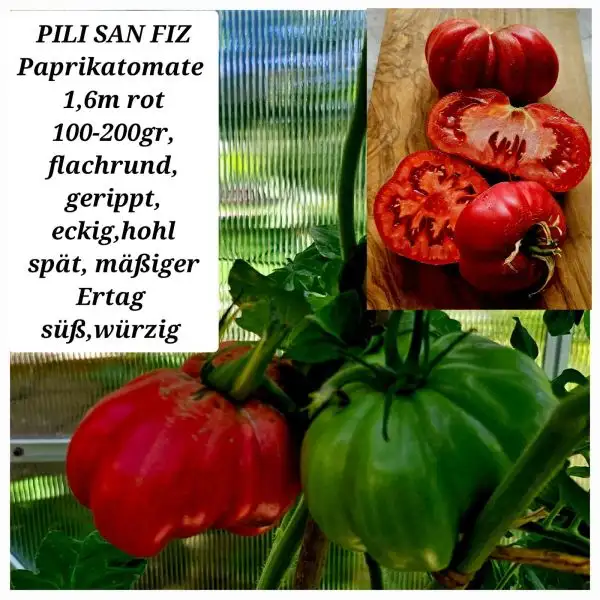 Tomaten: PILI SAN FIZ