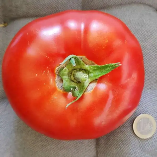 Tomaten: Pilion