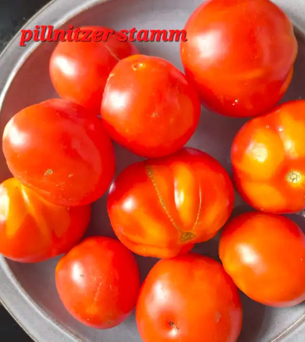 Tomaten: Pillnitzer Stamm
