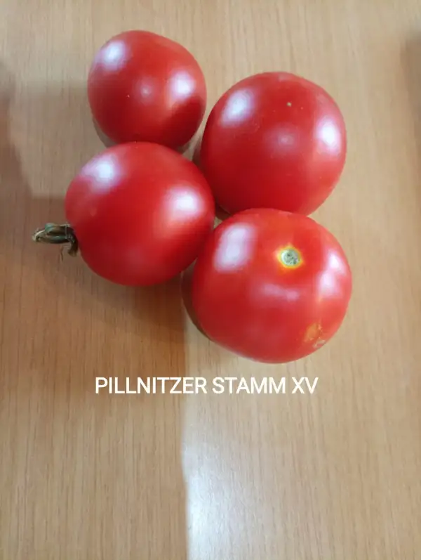 Tomaten: Pillnitzer Stamm XV