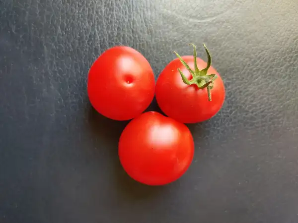 Tomaten: Pillnitzer Stamm XV