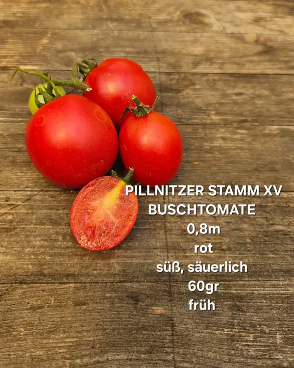 Tomaten: Pillnitzer Stamm XV