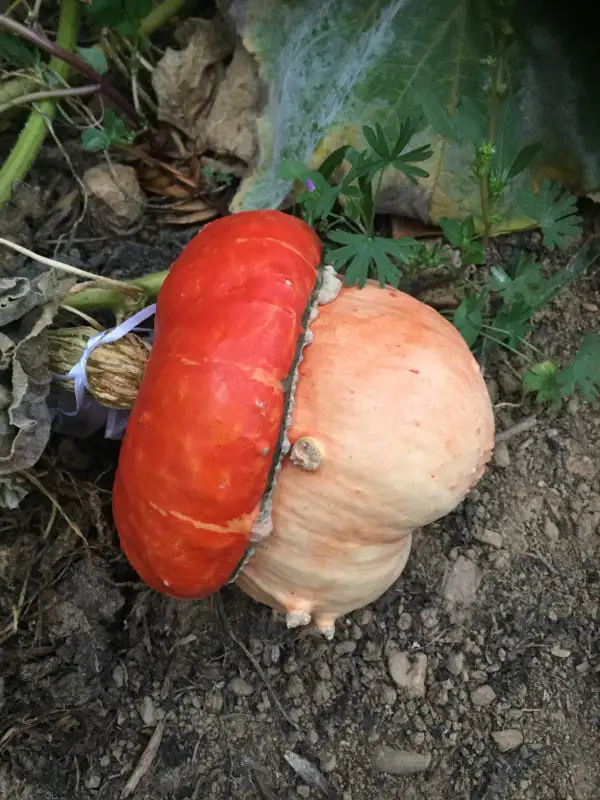 Kürbisse: Pilz Turban kürbis