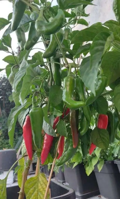 Chili / Paprika: Piment d` Espelette