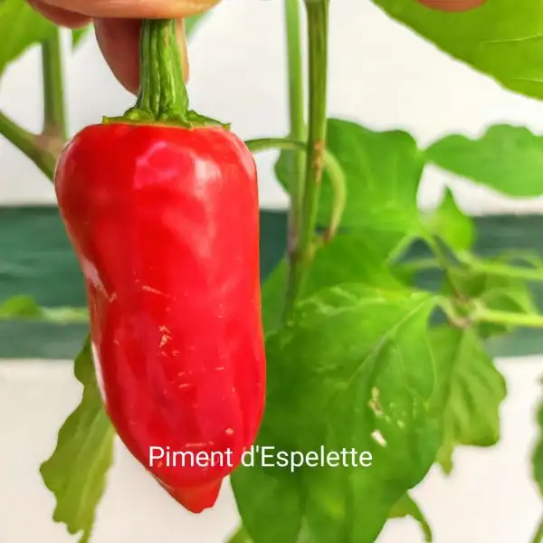 Chili / Paprika: Piment d