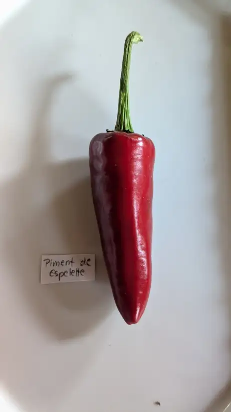 Chili / Paprika: Piment de Espelette