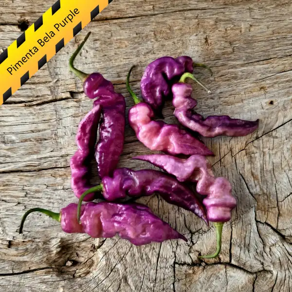 Chili: Pimenta Bela Purple
