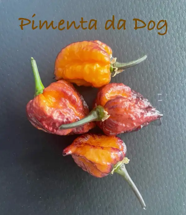 Chili / Paprika: Pimenta da Dog