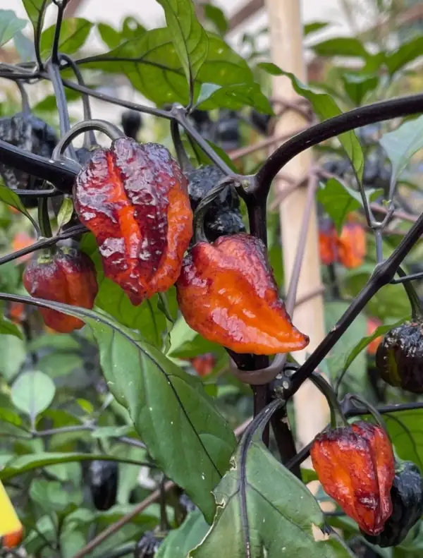 Chili / Paprika: Pimenta da Dog