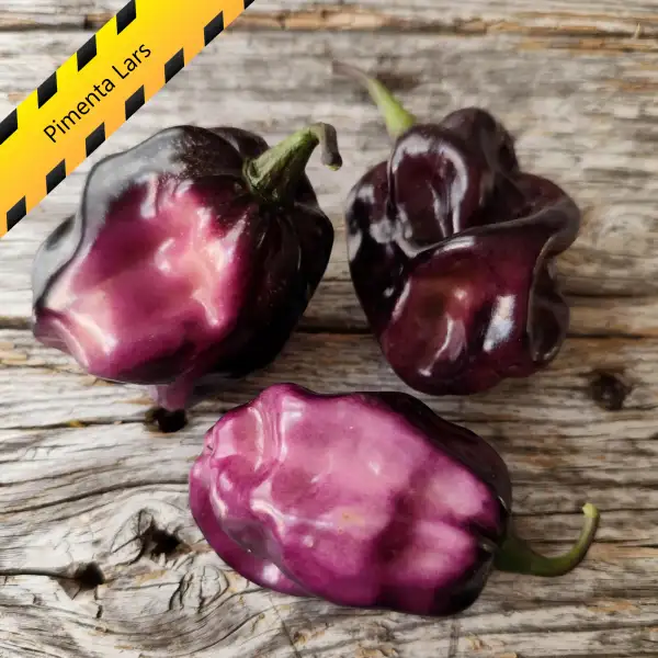 Chili: Pimenta Lars