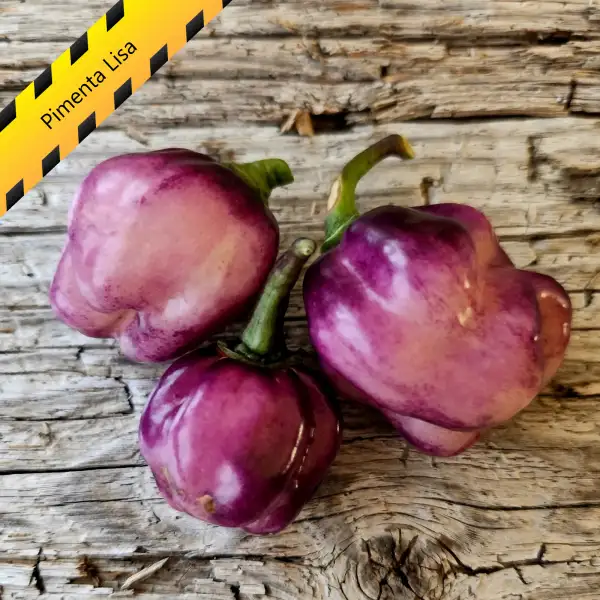 Chili: Pimenta Lisa