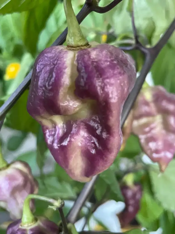 Chili / Paprika: Pimenta Project No.4