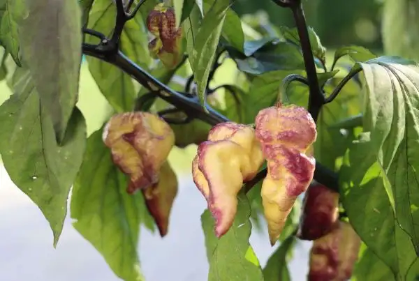 Chili / Paprika: Pimenta Project No.4 by Fine Chili Art