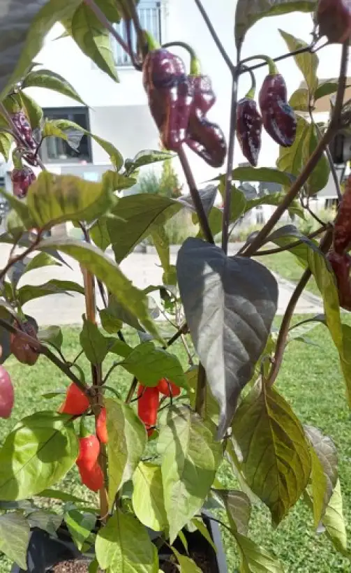 Chili: Pimenta Sparanise