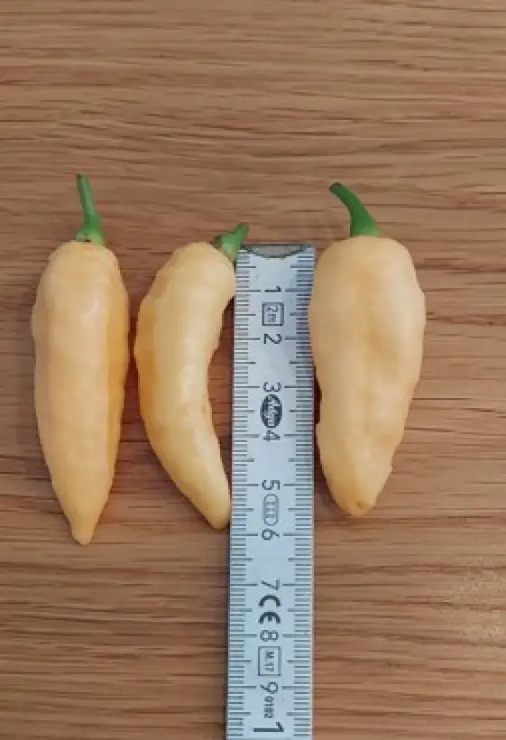 Chili: Pimenta Sparanise Peach (wohl vom Händler Fremdbestäubt)