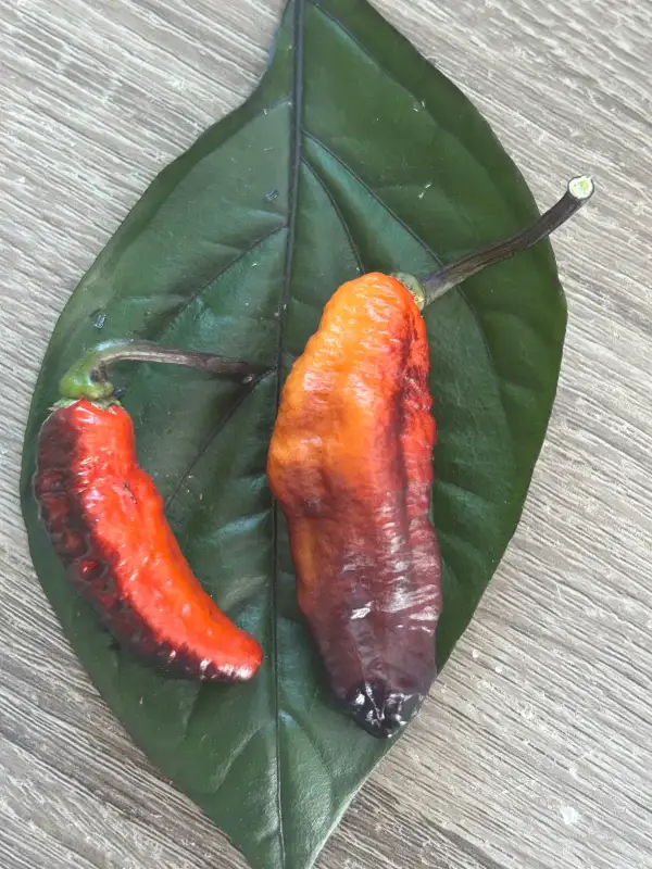 Chili: Pimenta Sun