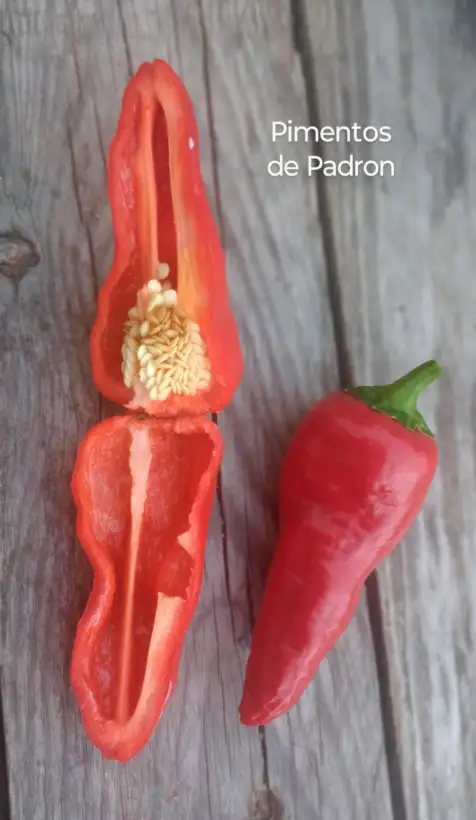 Chili / Paprika: Pimentos de Padron