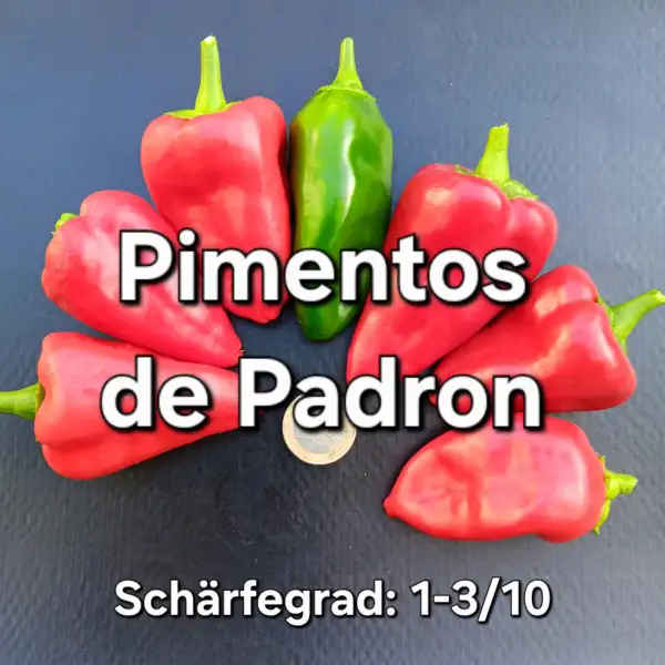Chili: Pimentos de Padron