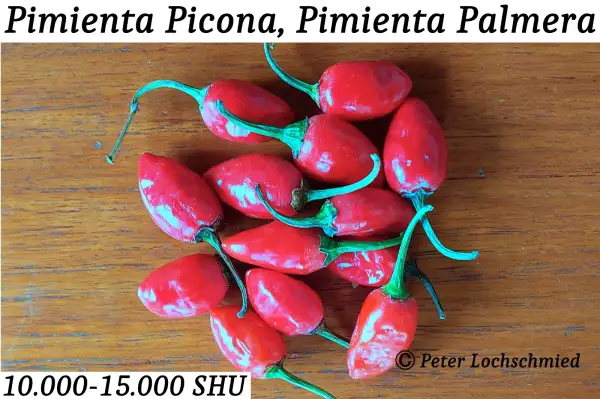 Chili / Paprika: Pimienta Picona, La Palma Pfeffer