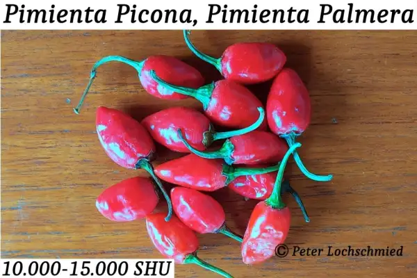 Chili / Paprika: Pimienta Picona, La Palma Pfeffer