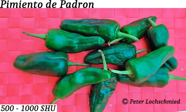 Chili / Paprika: Pimiento de Padron