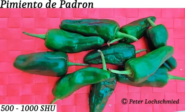 Chili / Paprika: Pimiento de Padron