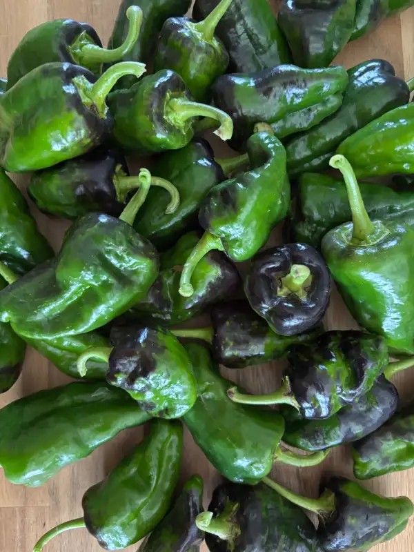 Chili / Paprika: Pimientos de Padron