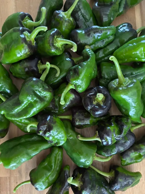 Chili / Paprika: Pimientos de Padron