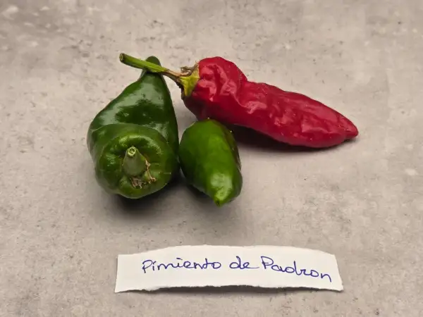 Chili / Paprika: Pimientos de Padron