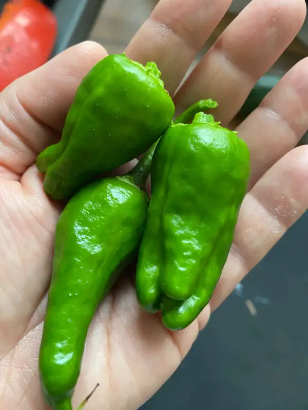 Chili / Paprika: Pimientos de Patron