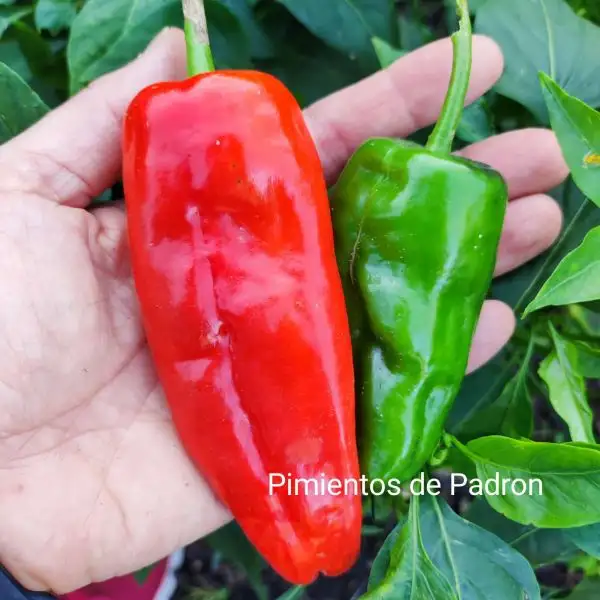 Chili / Paprika: Pimientos der Padron