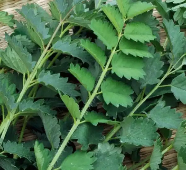 Kräuter: Pimpinelle