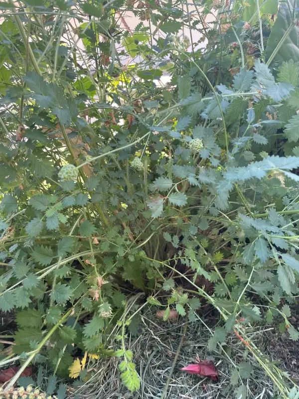 Kräuter: Pimpinelle / kleiner Wiesenknopf
