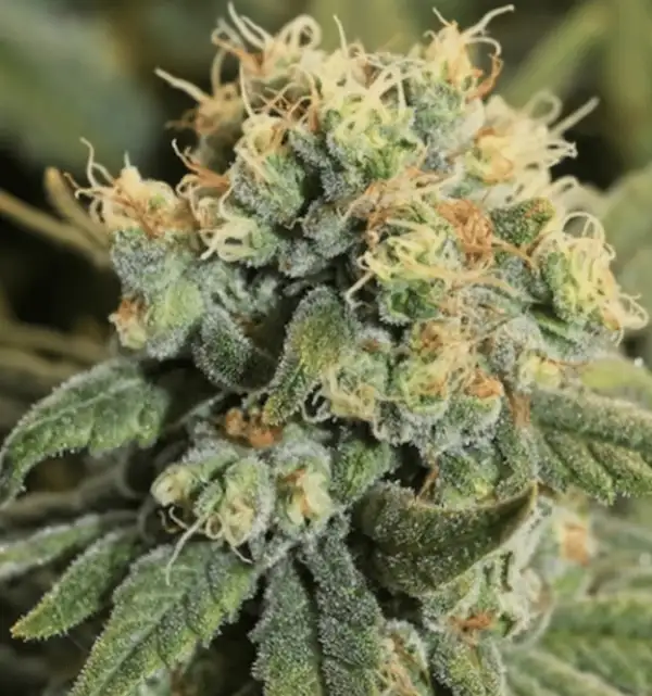 Cannabis: Pineapple Express Seeds
