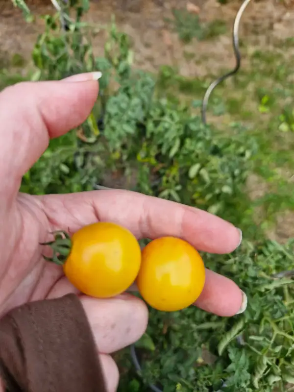 Tomaten: Pineapple Fog