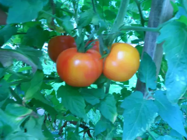 Tomaten: Pineapple Fog ( Kat# 2627 )