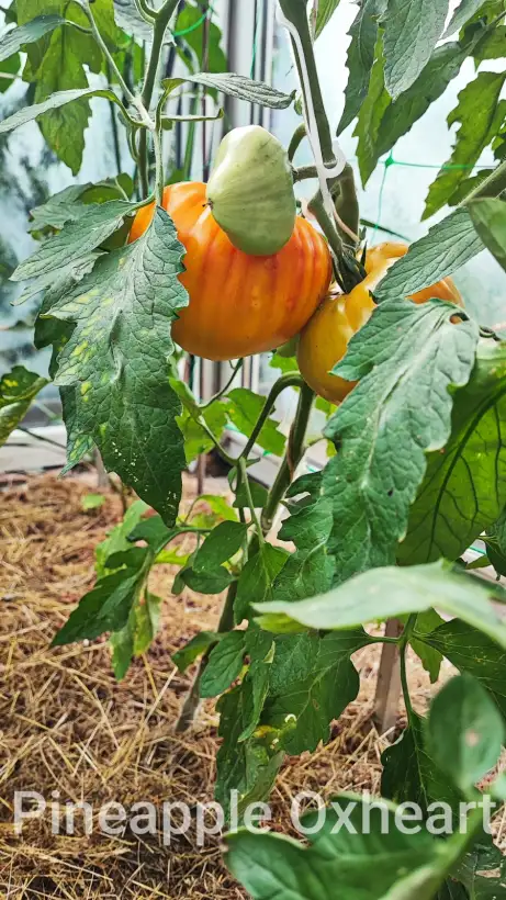 Tomaten: Pineapple Oxheart