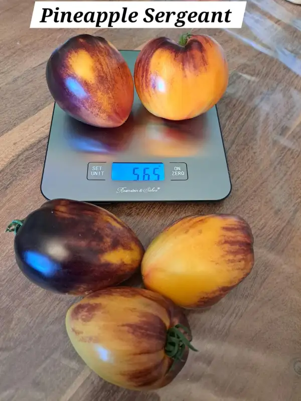 Tomaten: Pineapple sergeant