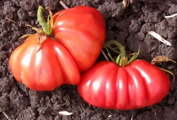 Tomaten: Pink Accordion