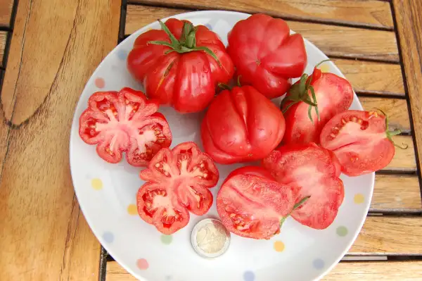 Tomaten: Pink Akkordeon