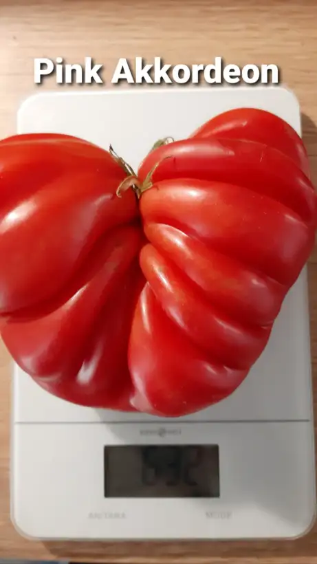 Tomaten: Pink Akkordion