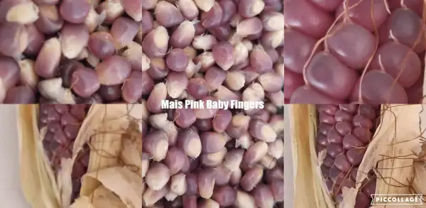 Mais: Pink Baby Fingers