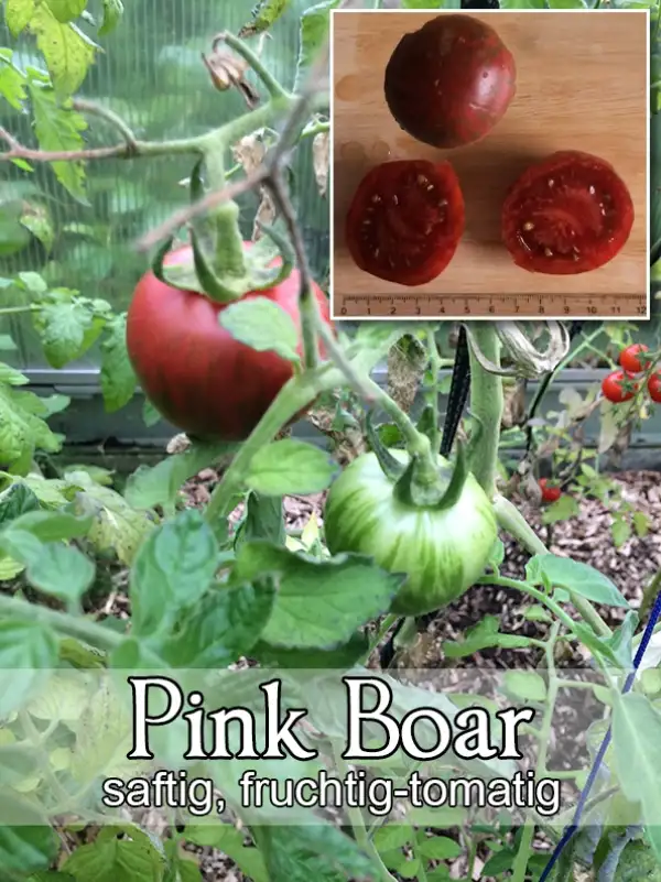 Tomaten: Pink Boar