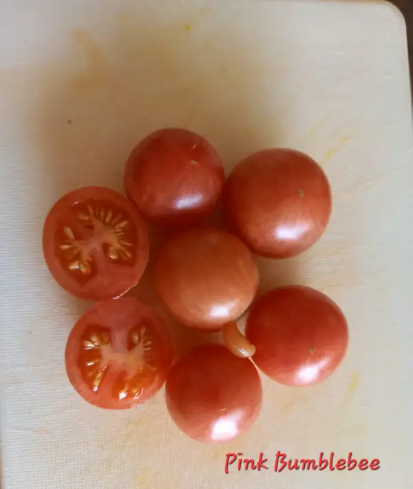 Tomaten: Pink Bumblebee