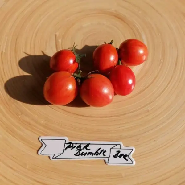 Tomaten: Pink Bumblebee