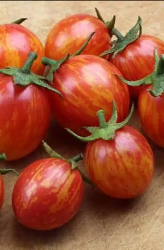 Tomaten: Pink Bumblebee