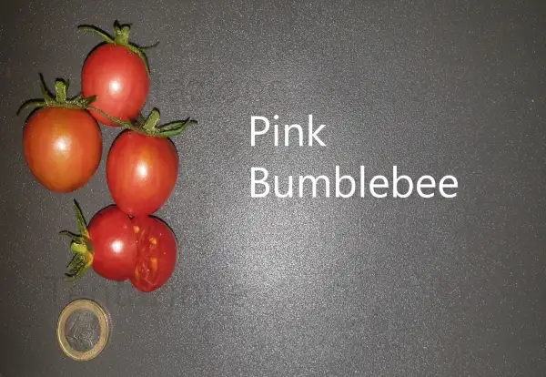 Tomaten: Pink Bumblebee